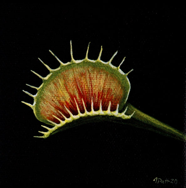 Barnaby Jones Venus As In Fly Trap Venus Fly Trap Paintings